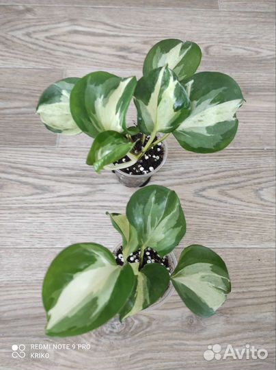 Эпипремнум Marble Apple