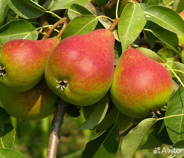 Саженцы большой ассортимент