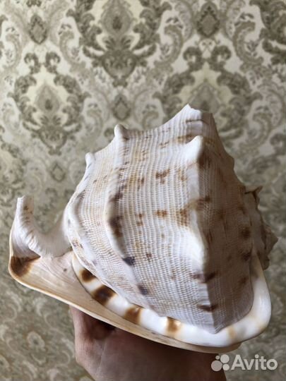 Ракушка морская Кассис корнута