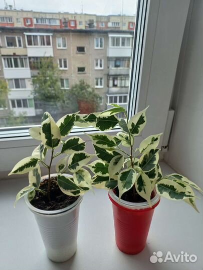 Фикус бенджамина