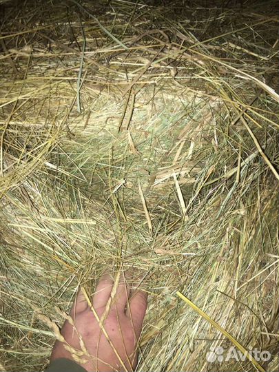 Сено,сенах.Разотравие,посевное