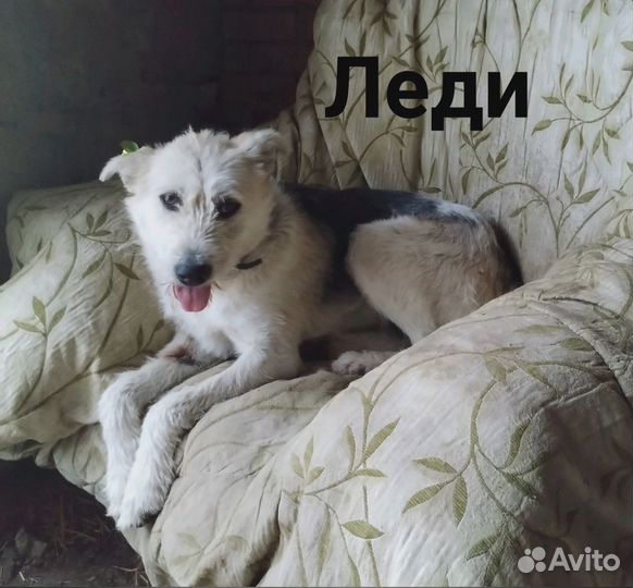 Собачки в добрые руки