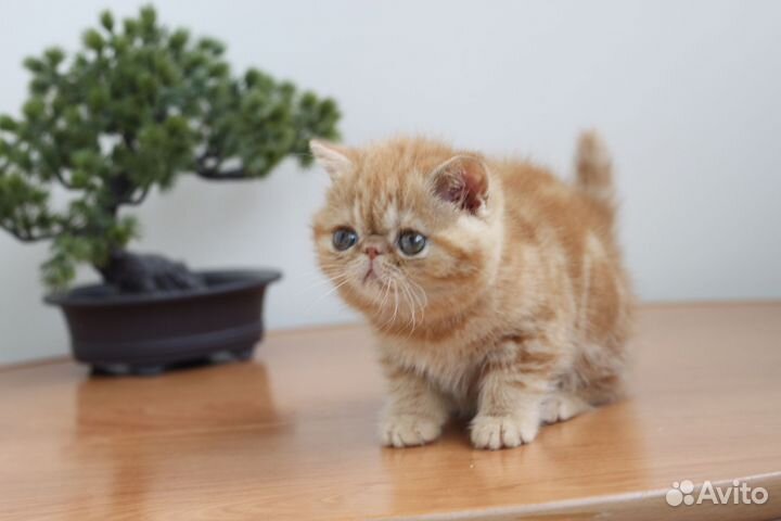 Кошечка экзот