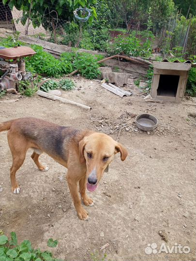 Собака гончая