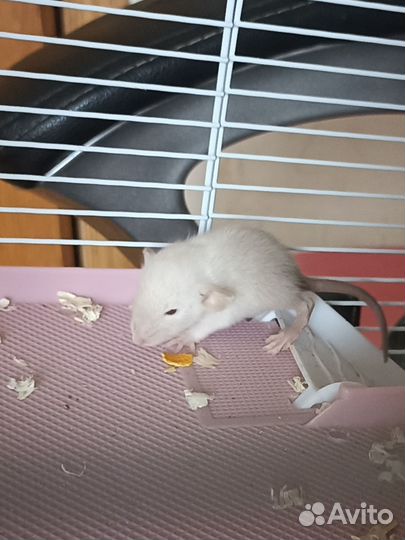 Крыса домашняя