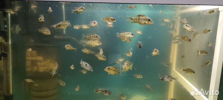 Рыбки геофагус,анциструс,северум,улитки кролик