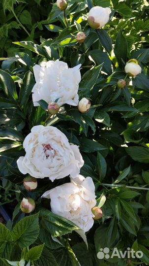 Пион Фестива Максима