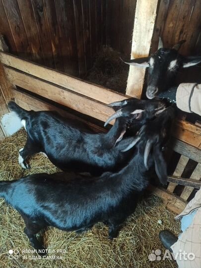 Продам коз