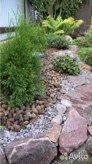 Шишки сосновые