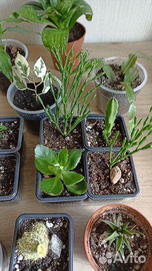 Комнатные растения