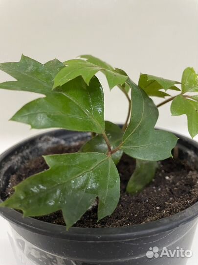 Циссус березка