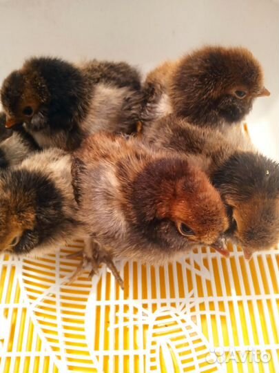 Породистые цыплята