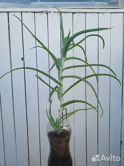 Алоэ (древовидный)