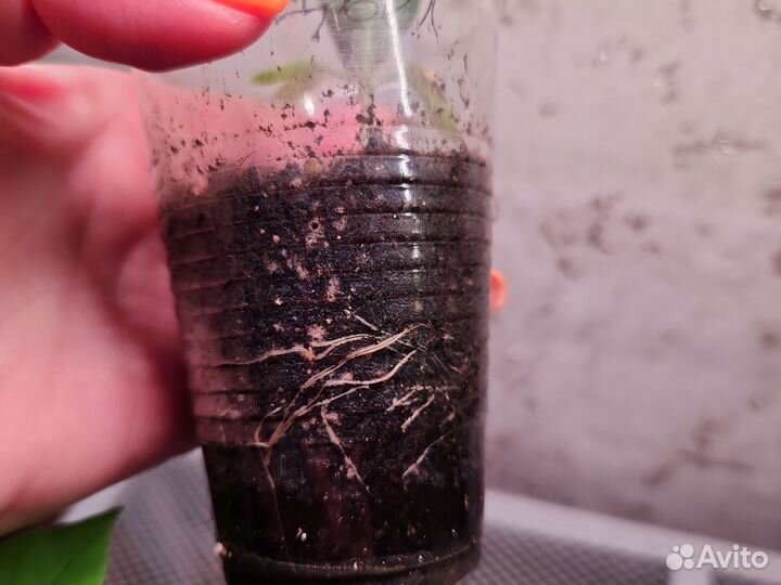 Саженцы катальпы