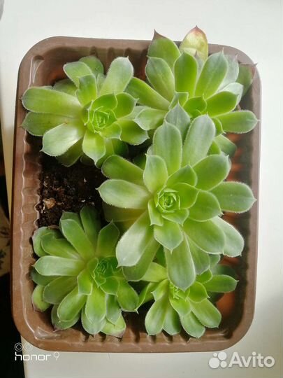 Молодило каменная роза