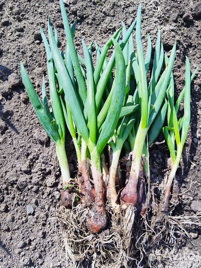 Рассада лука многолетнего
