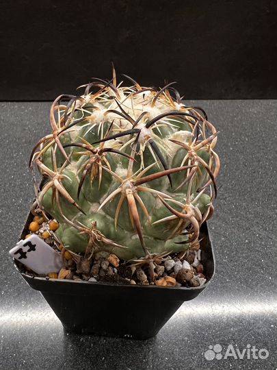 Coryphantha tripugionacantha Корифанта