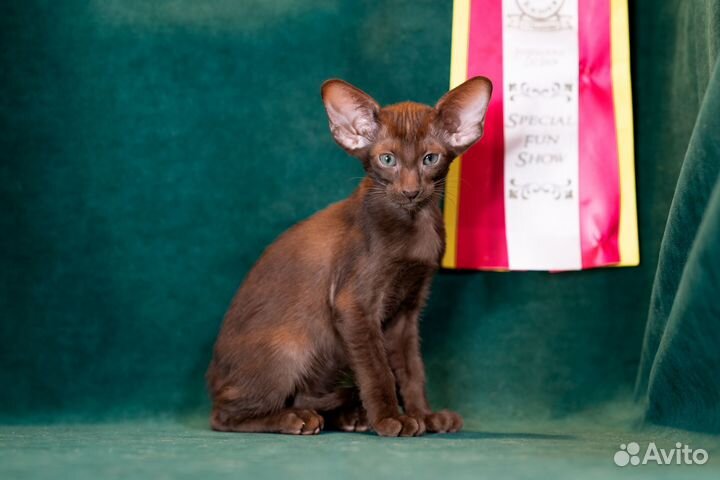 Ориентальный котенок девочка