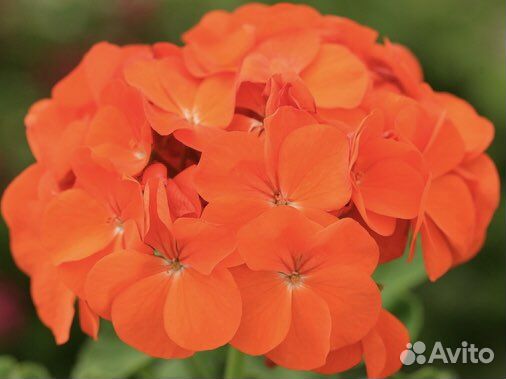 Пеларгония герань сортовая