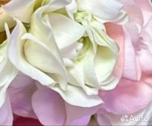 Пеларгонии коллекционные и сортовые