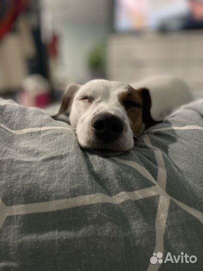 Кинолог, воспитание собак, помощь, зоопсихолог