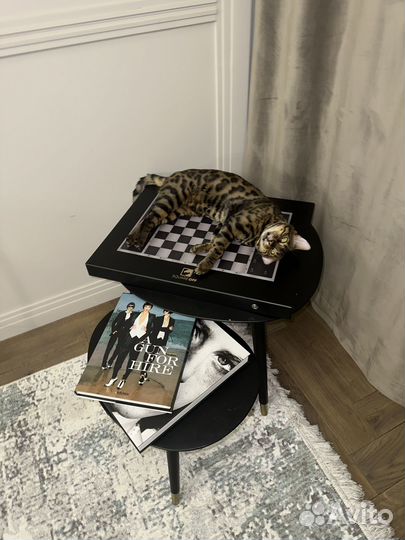 Вязка с бенгальским котом