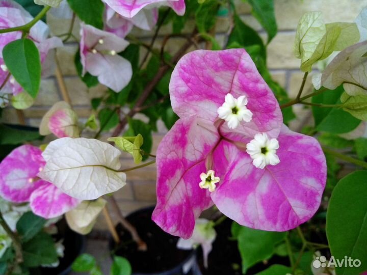 Бугенвиллия Miss Universe