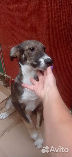 Чудо-девочка,4 мес