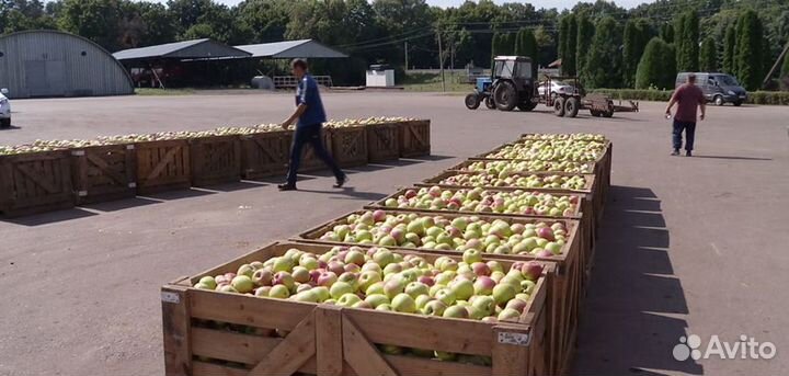 Разнорабочие сбор яблок вахта от15 смен 4000 день