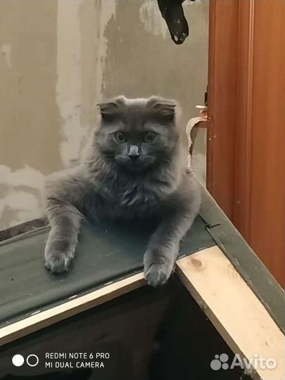 Котята в дар