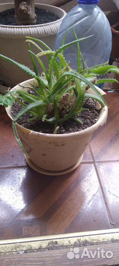 Алоэ лечебный