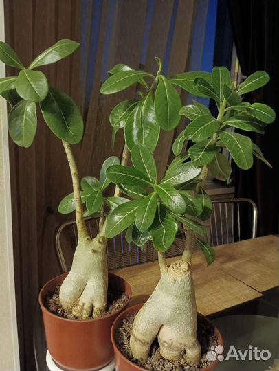 Комнатные цветы