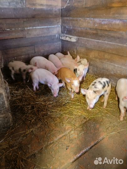 Поросята ландрас и другие