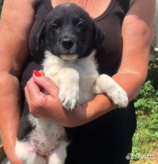 Щенок в добрые руки