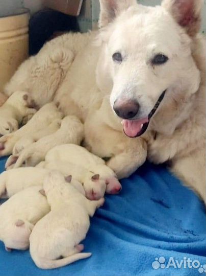 Щенки Белой Швейцарской Овчарки