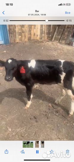 Телка 1.5 года Голштинская порода
