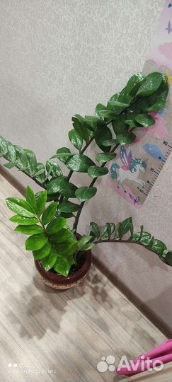 Замиокулькас