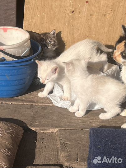 Котята в дар