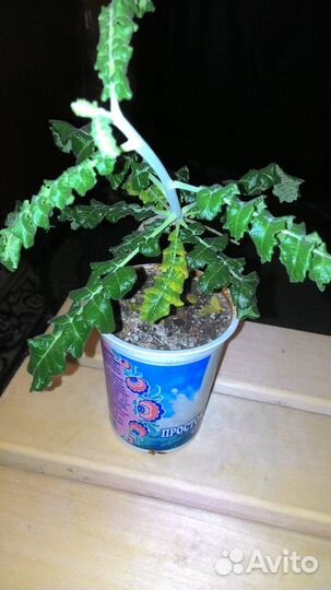 Много редких лечебных растений