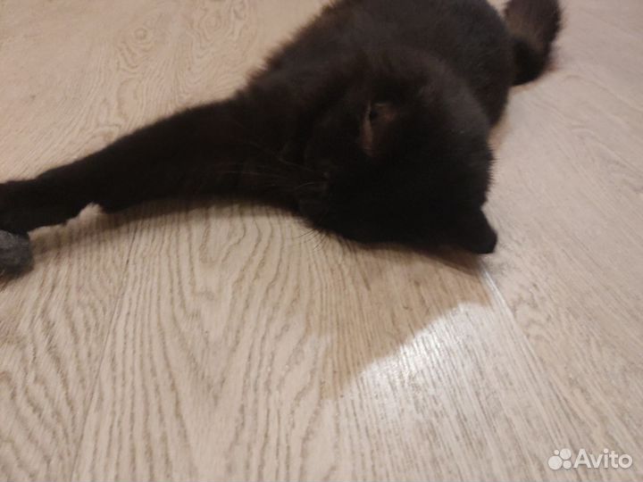 Кошки в добрые руки бесплатно