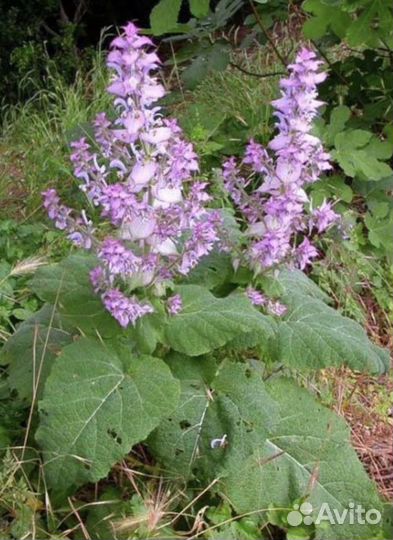 Шалфей мускатный Вознесенский и Сальвия