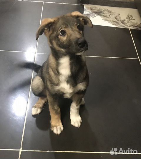 Отдам в добрые руки