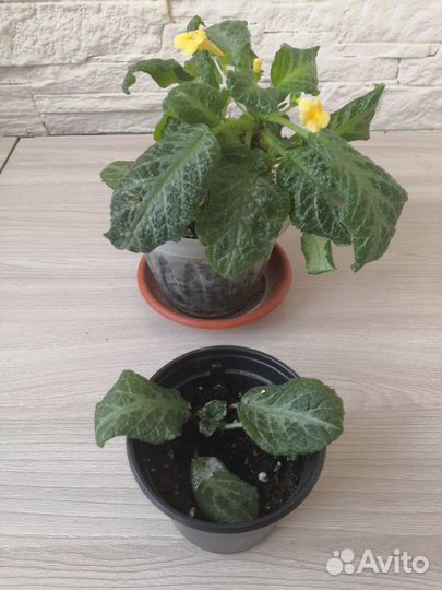 Комнатные цветы