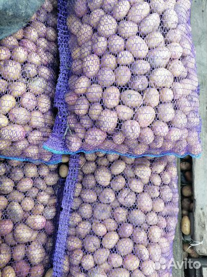Семенной картофель Сорт Белла Роза и Пикасо