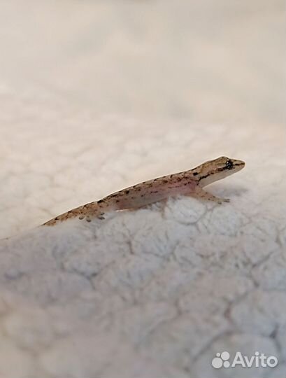 Лугубрисы (траурный геккон)