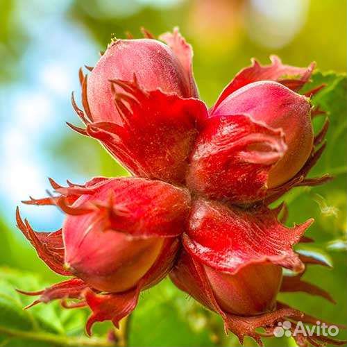 Саженцы фундук, маньчжурский орех, грецкий орех