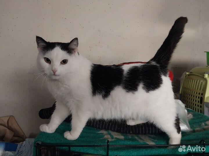 Кошка Ирви в поисках дома