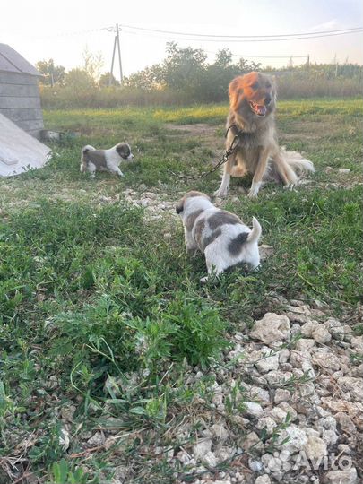 Щенок в добрые руки бесплатно