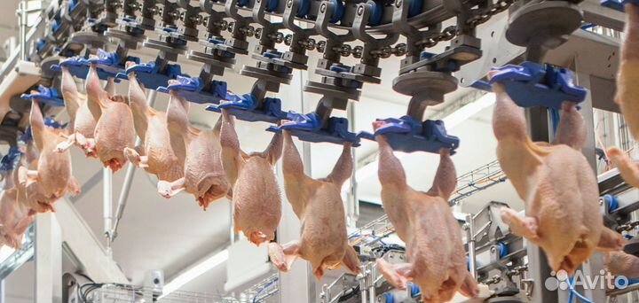 Рабочие на птицефабрику (вахта)