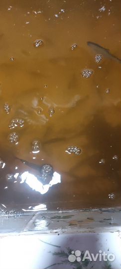 Живая рыба на жерлицы